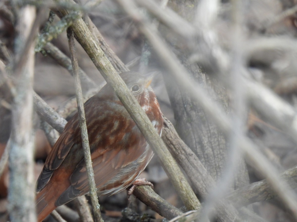 Fox Sparrow (Red) - Kristina Beeby Curtis