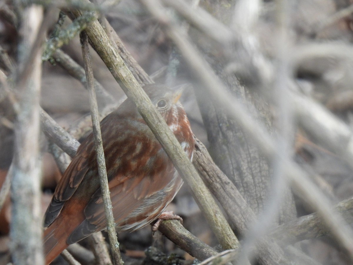Fox Sparrow (Red) - Kristina Beeby Curtis