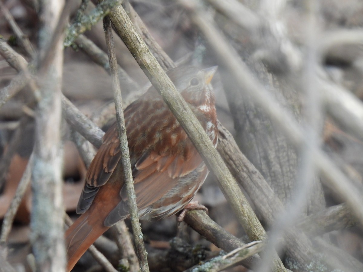 Fox Sparrow (Red) - Kristina Beeby Curtis