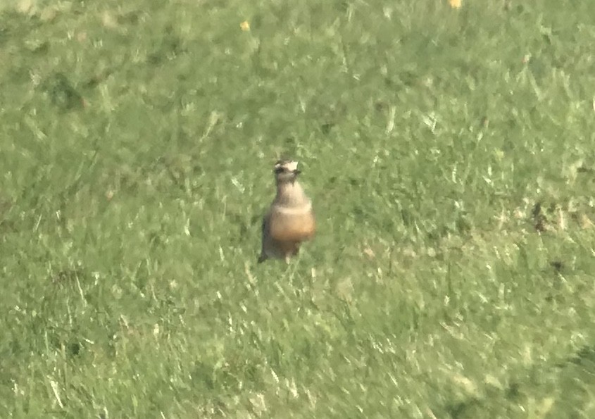 Eurasian Dotterel - johnny slack