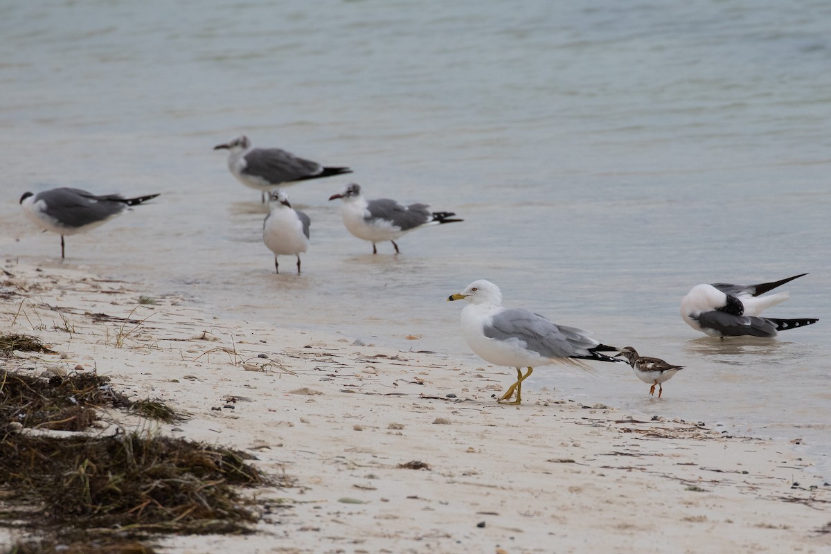 Ring-billed Gull - ML615151139