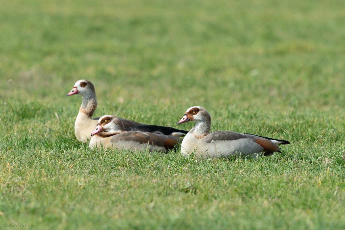 Egyptian Goose - Kike Junco