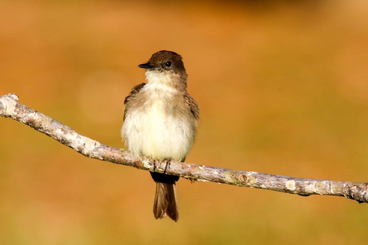 tyranovec domácí - ML615151293