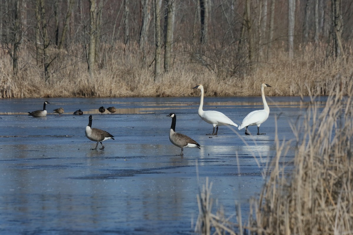 Trumpeter Swan - ML615151297