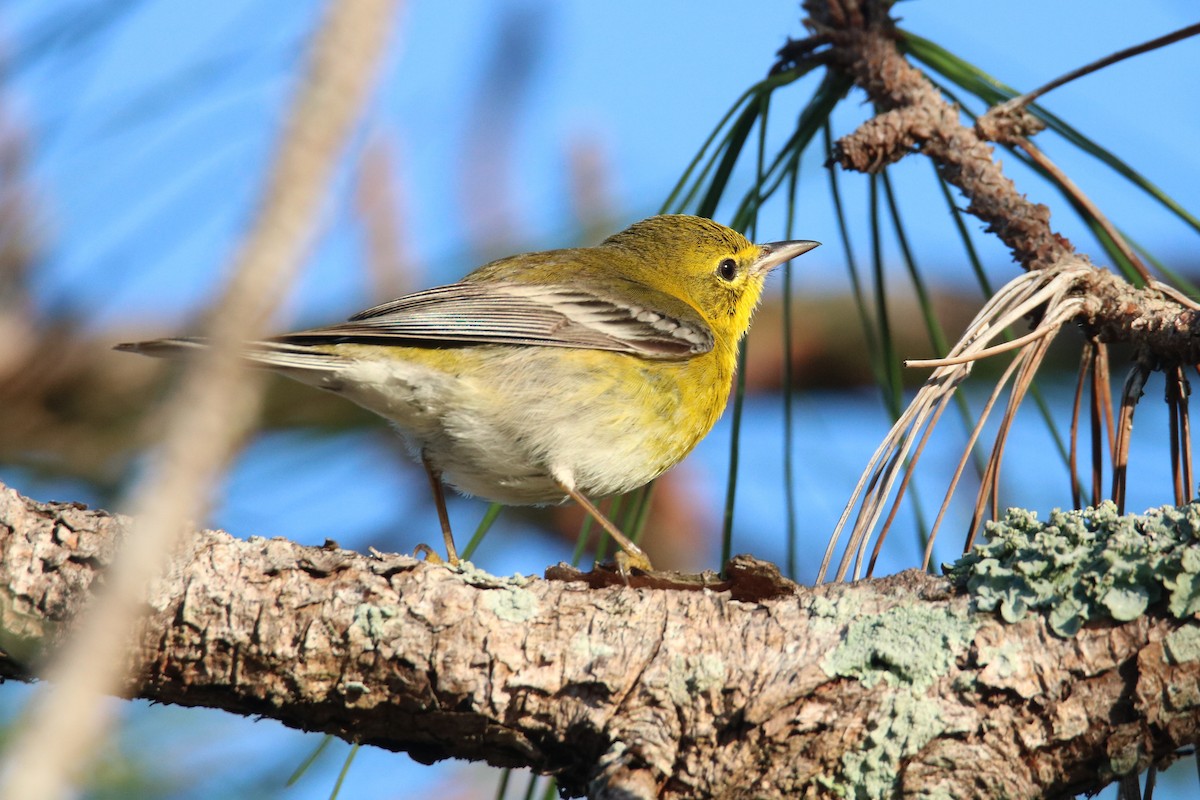 lesňáček borovicový - ML615151314