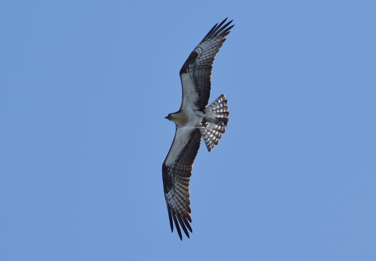 Osprey - Anne Fay