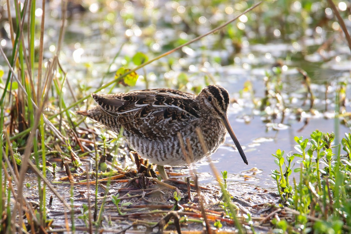 bekasina severoamerická - ML615151334
