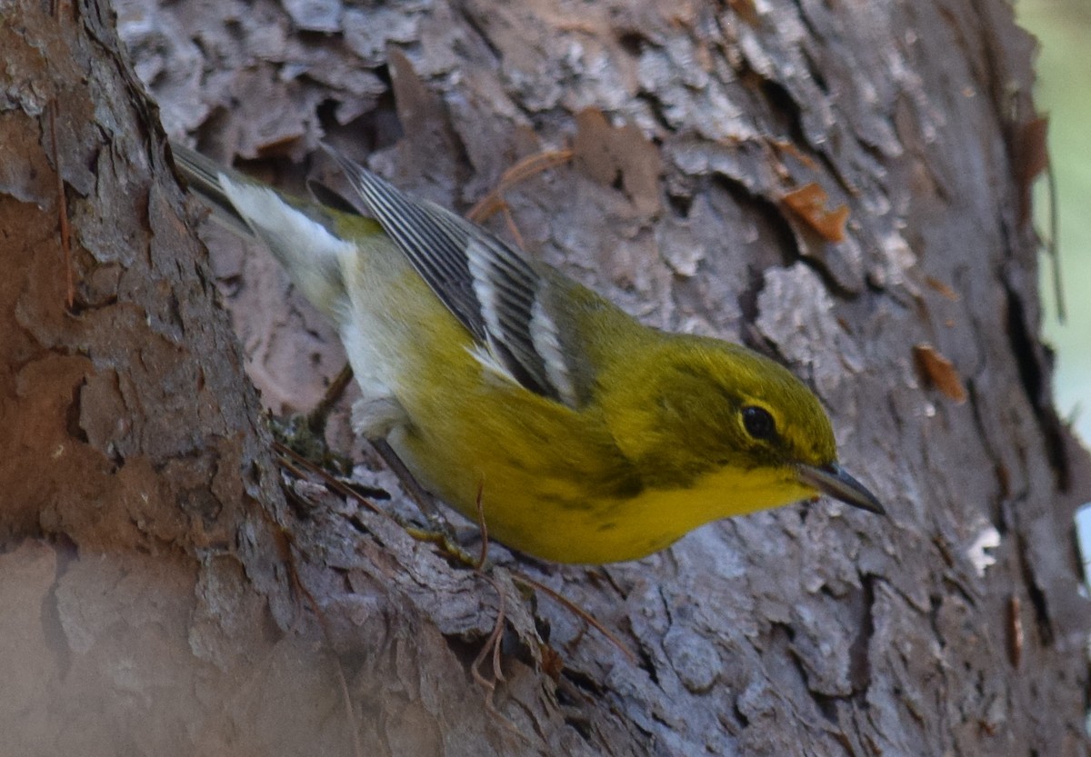 Pine Warbler - Anne Fay