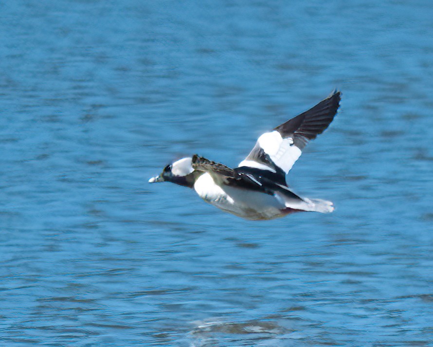 Bufflehead - ML615151360
