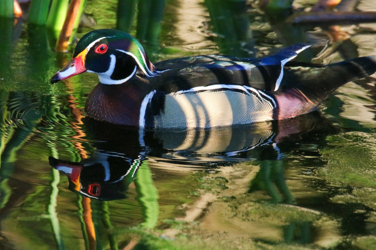 kachnička karolínská - ML615151379