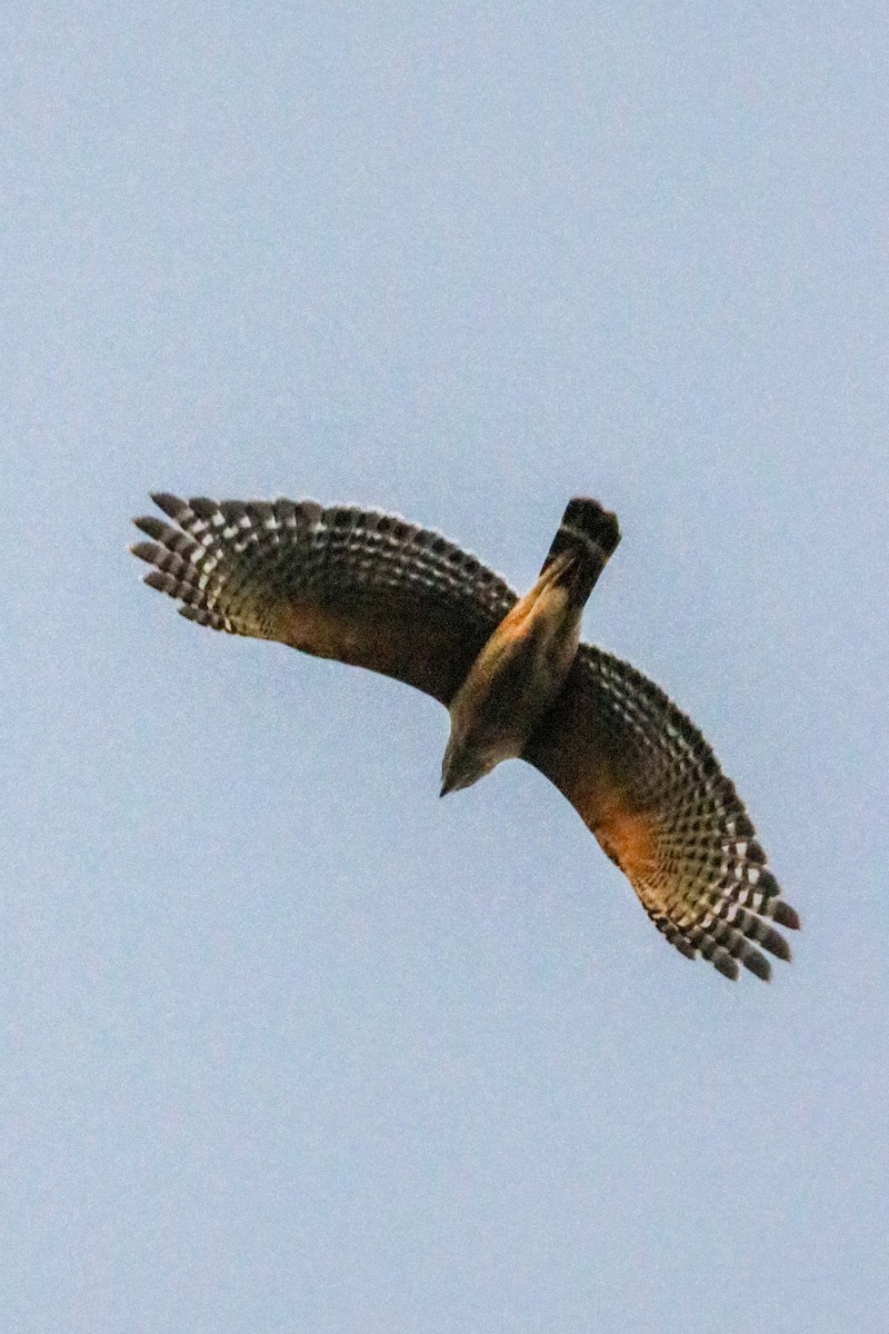 káně páskovaná - ML615151389