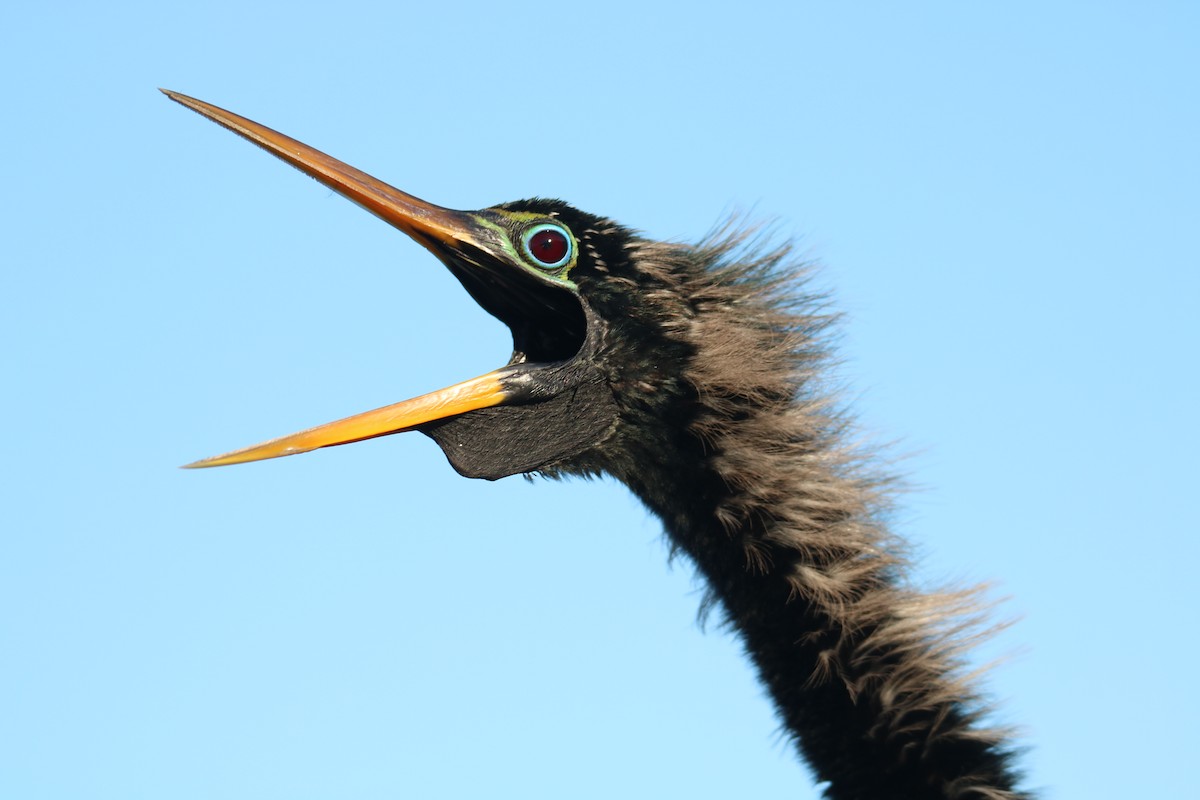 anhinga americká - ML615151399