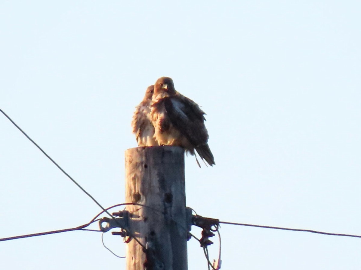 Red-tailed Hawk - ML615151451