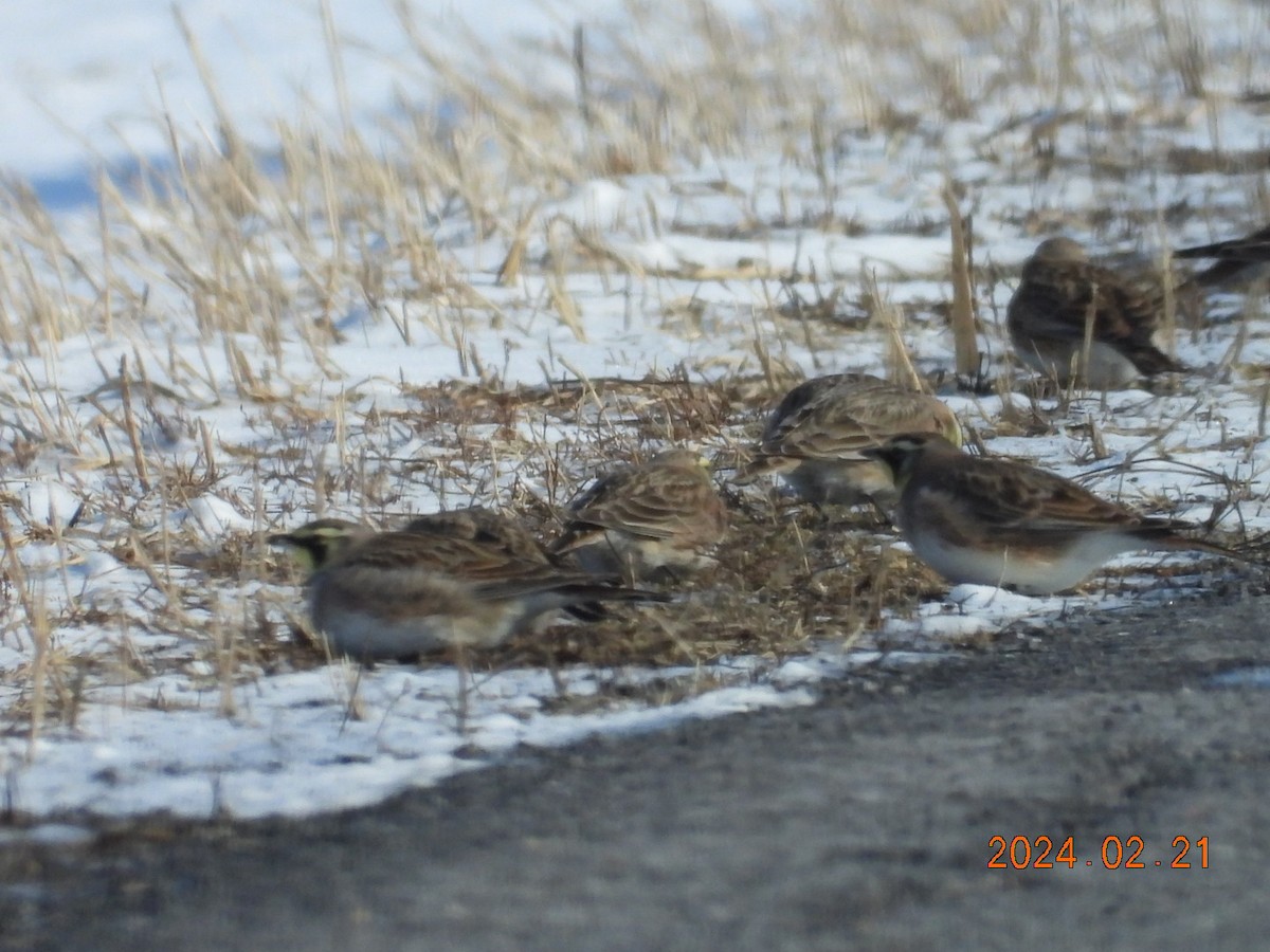 Horned Lark - Lyne Pelletier