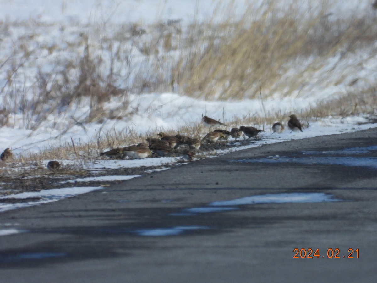 Horned Lark - Lyne Pelletier