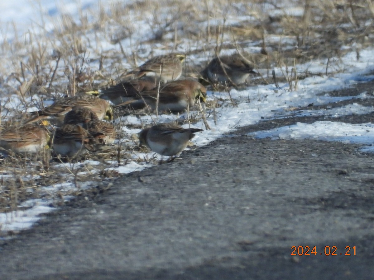 Horned Lark - Lyne Pelletier