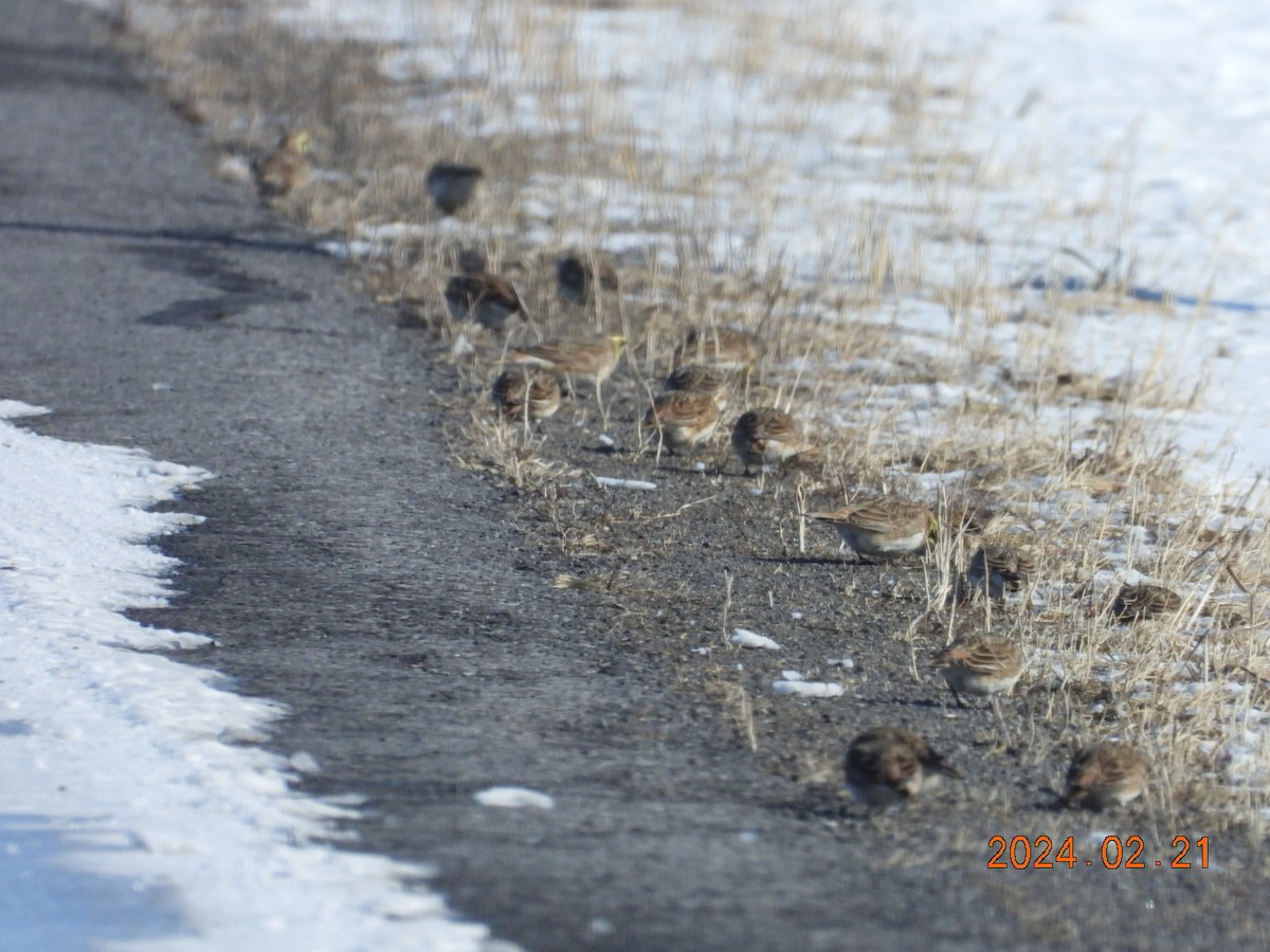 Horned Lark - Lyne Pelletier