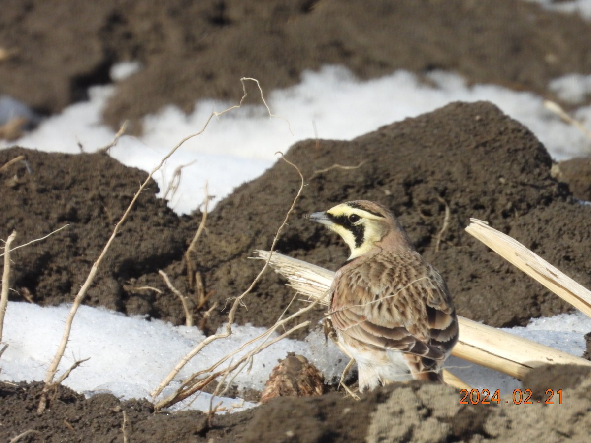 Horned Lark - Lyne Pelletier