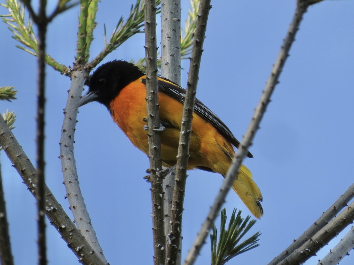 Baltimore Oriole - ML615151499