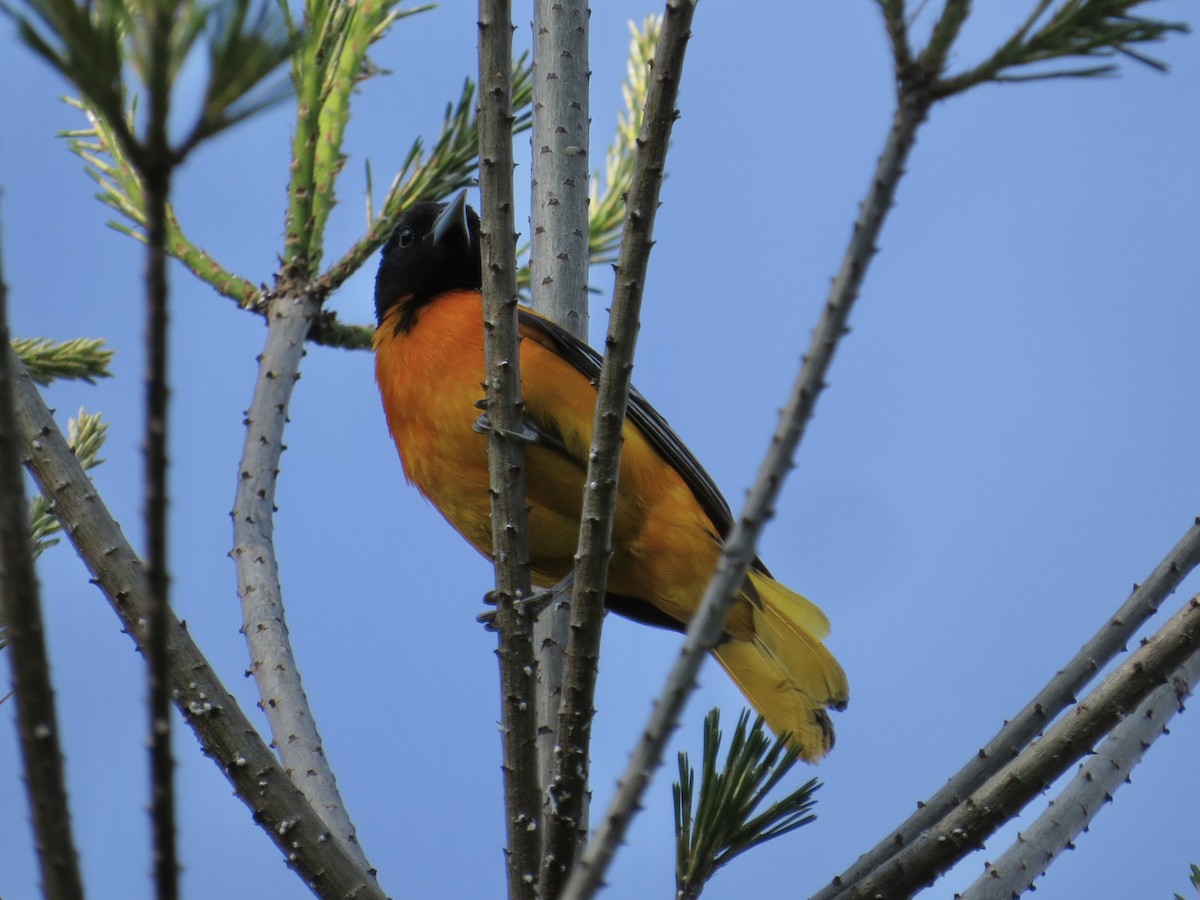 Baltimore Oriole - ML615151500