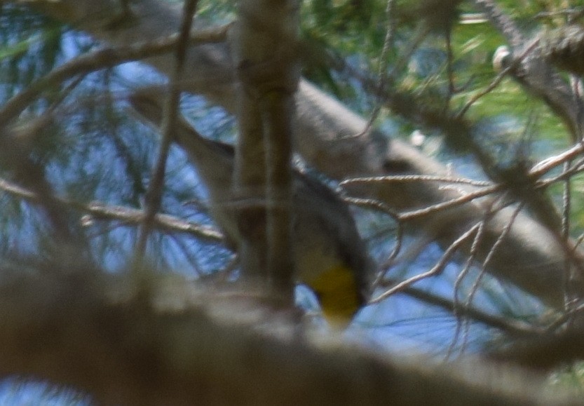 Yellow-rumped Warbler - Anne Fay