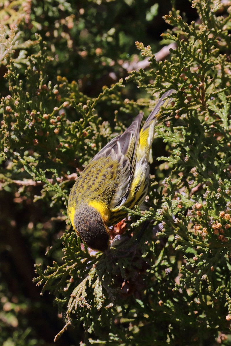 Cape May Warbler - Jonathan Batkin