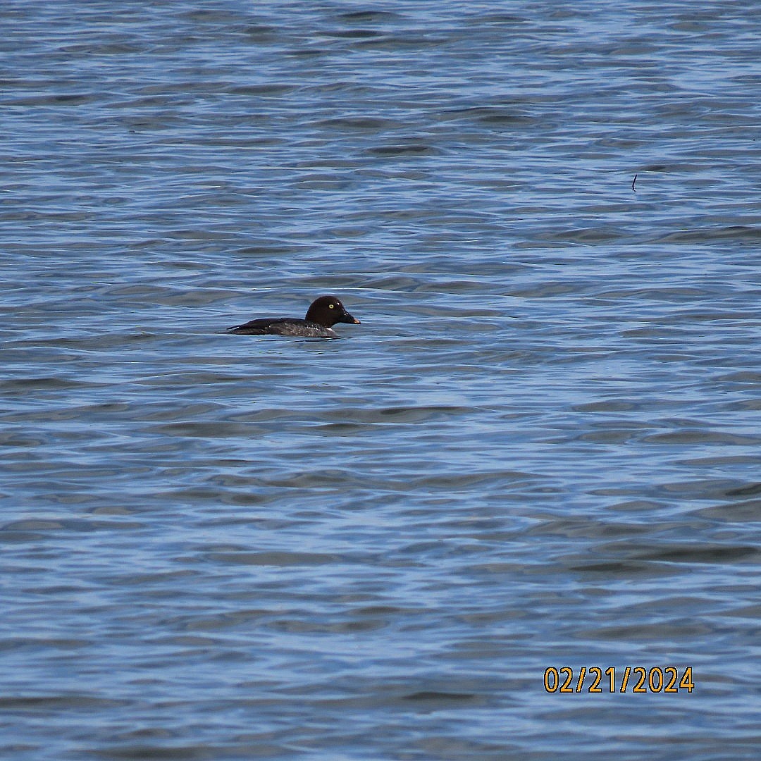 Common Goldeneye - ML615151639