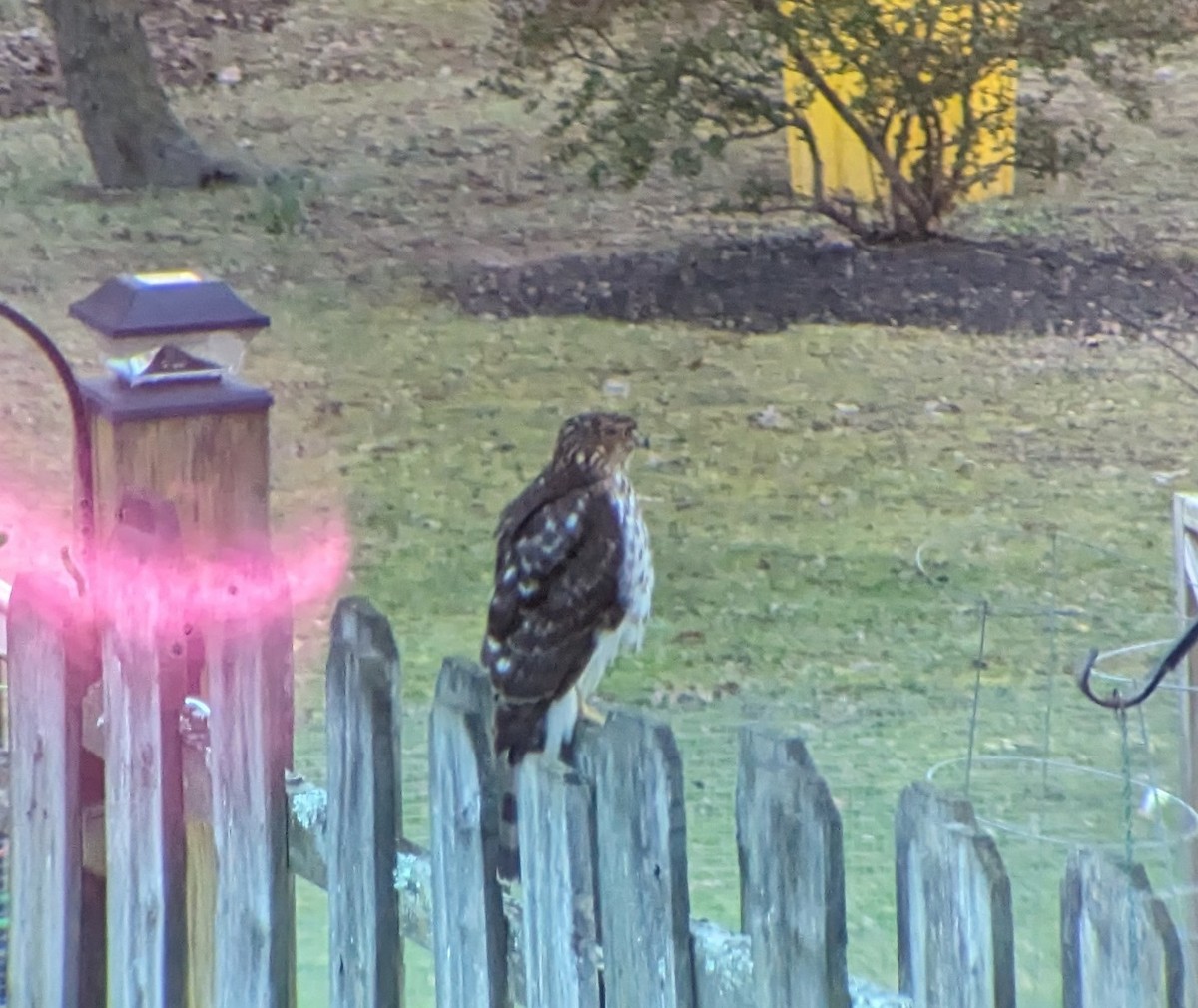 Cooper's Hawk - ML615151695