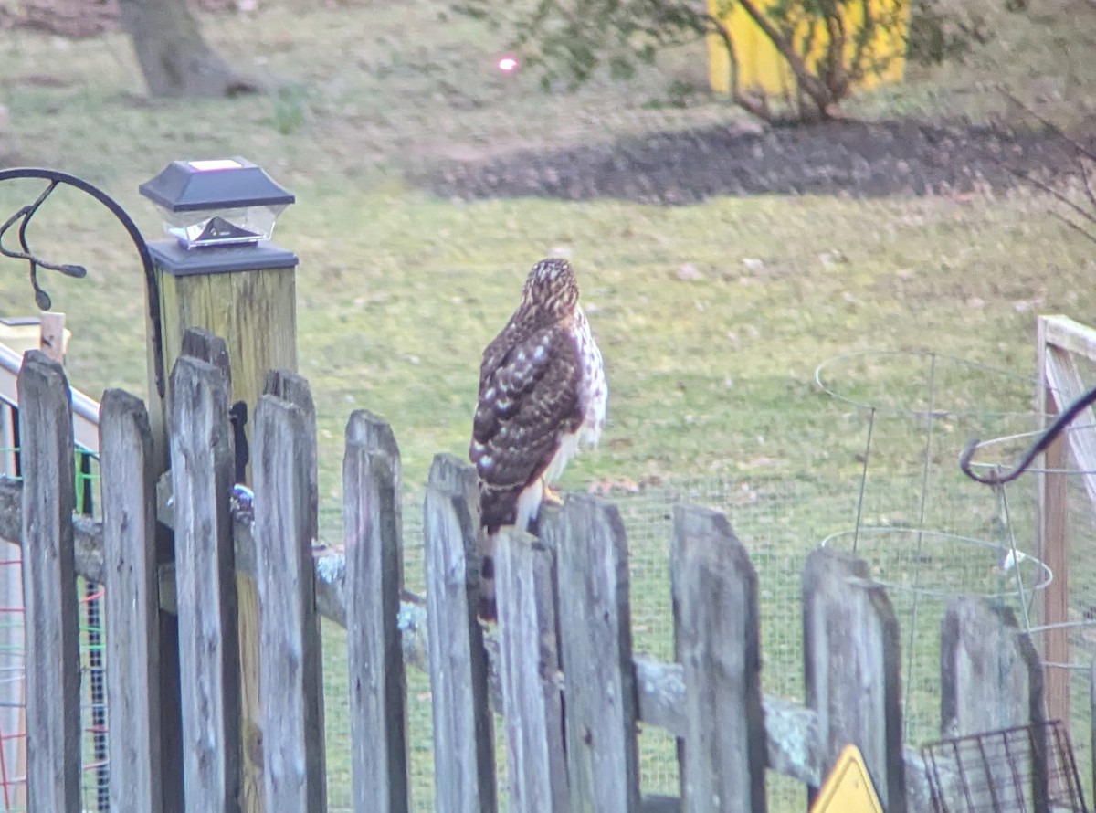 Cooper's Hawk - ML615151696