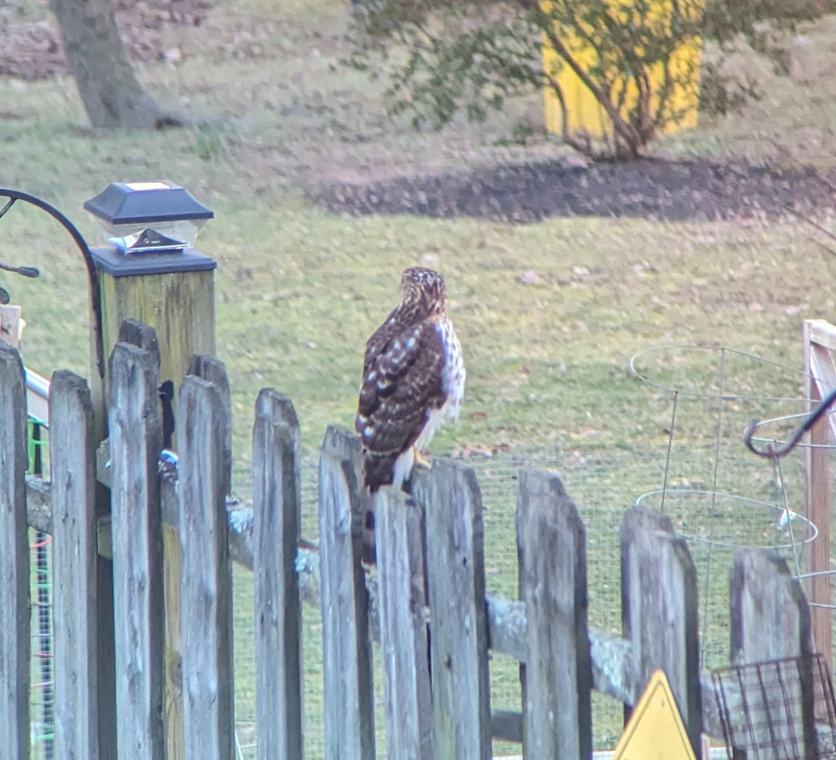 Cooper's Hawk - ML615151703