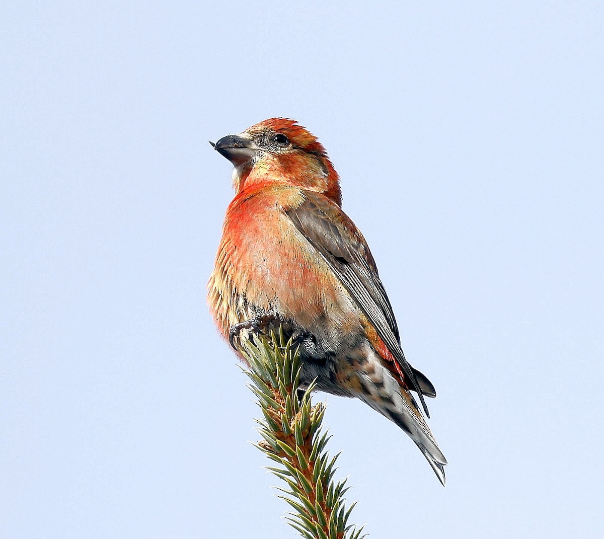 Red Crossbill - ML615151724