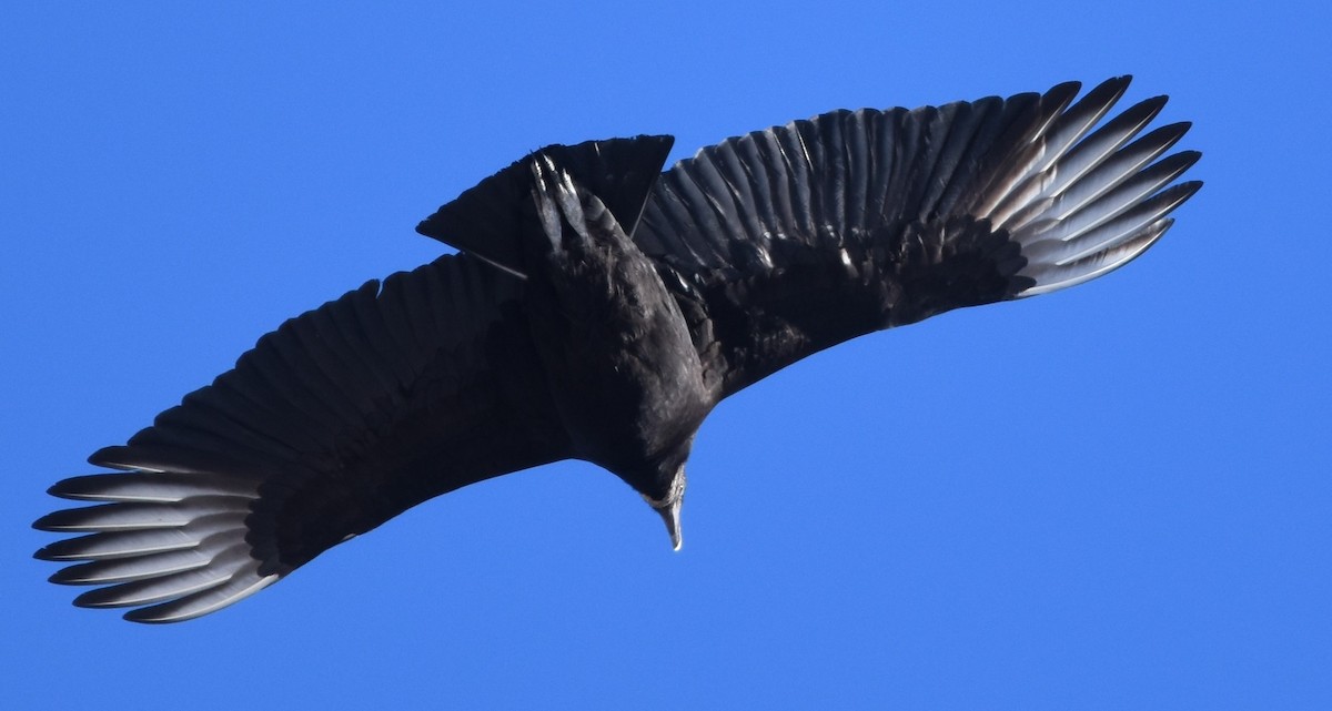 Black Vulture - ML615151747