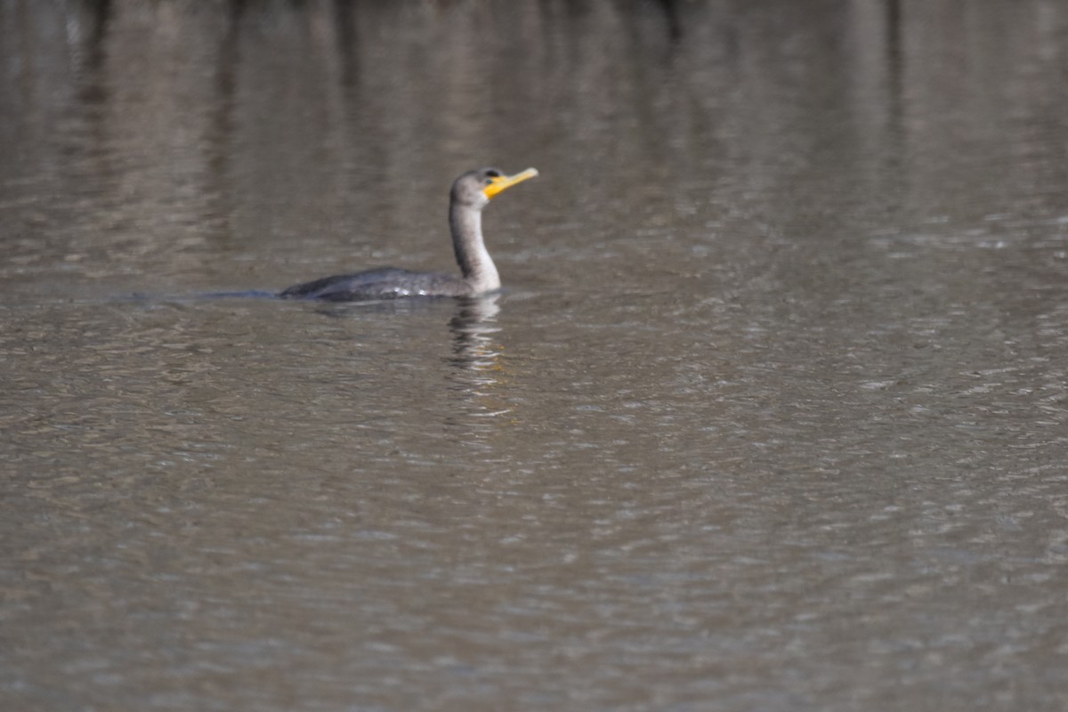 Double-crested Cormorant - Jonathan Snyder