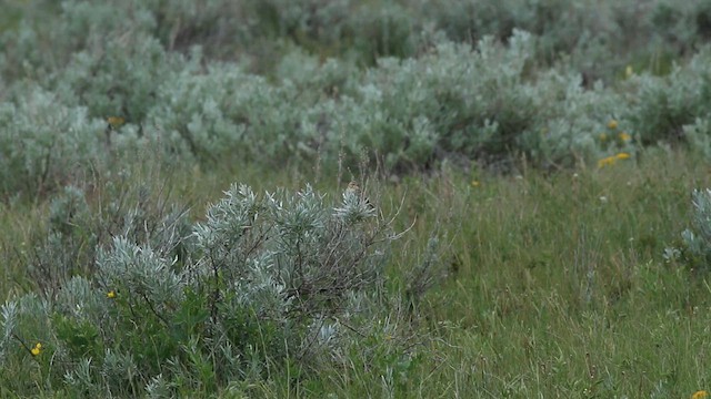 Baird's Sparrow - ML615151875