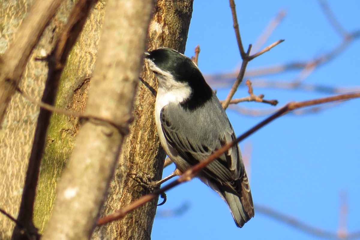 White-breasted Nuthatch - ML615151881