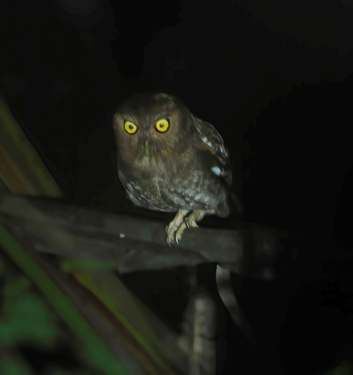 Choco Screech-Owl - Gary Rosenberg