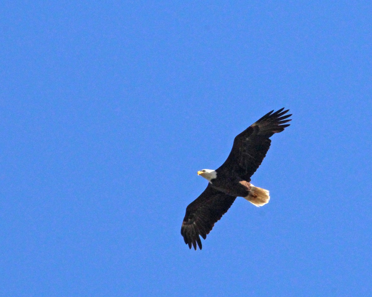 Bald Eagle - ML615151922