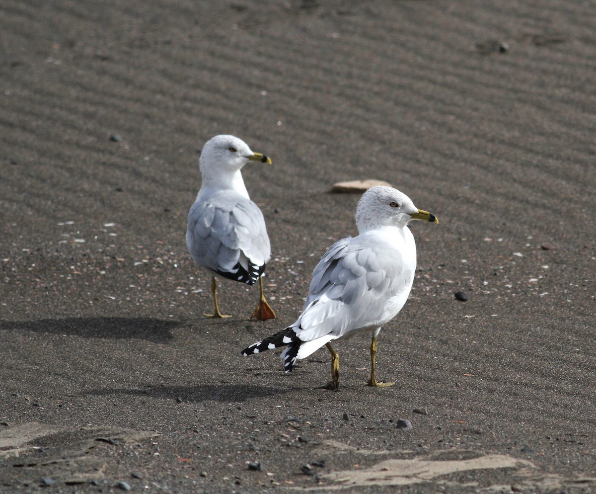 Ring-billed Gull - ML615151974