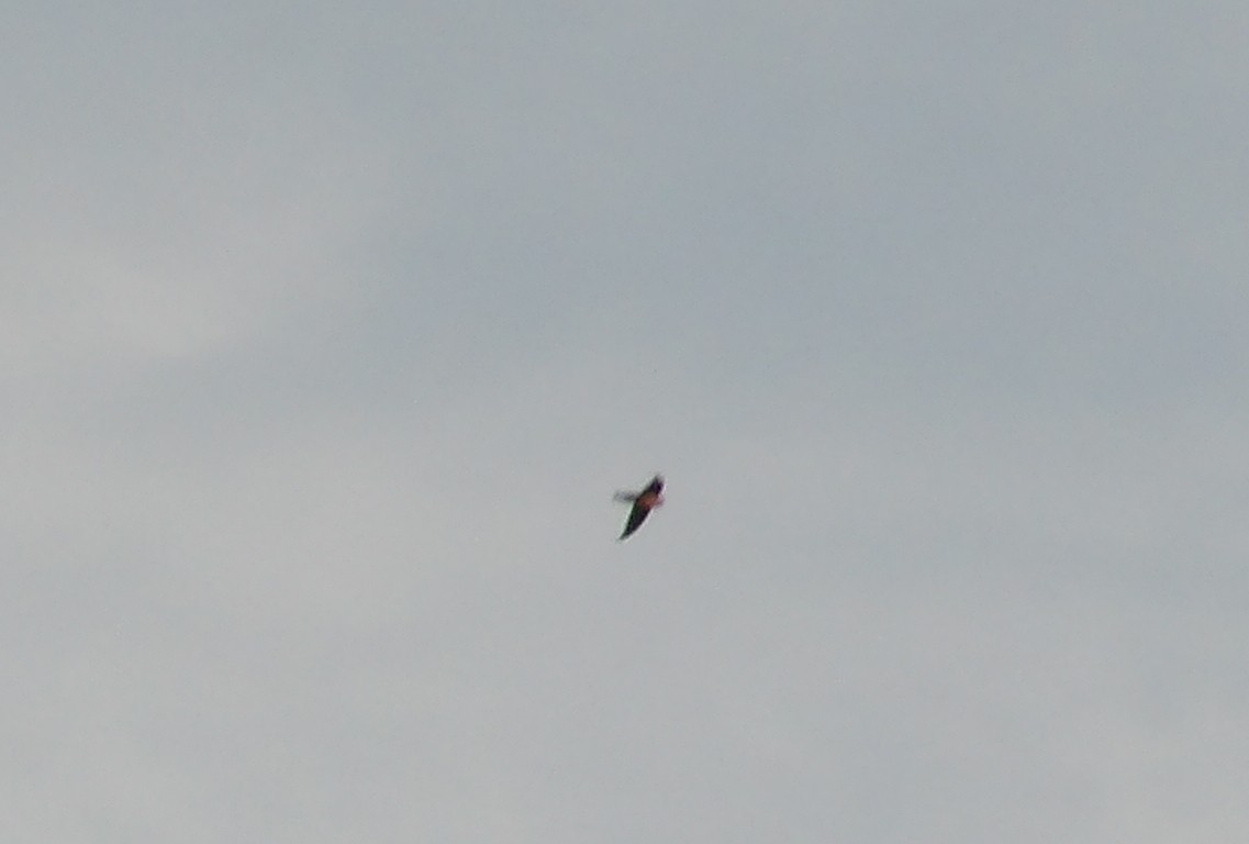Barn Swallow - ML615151983