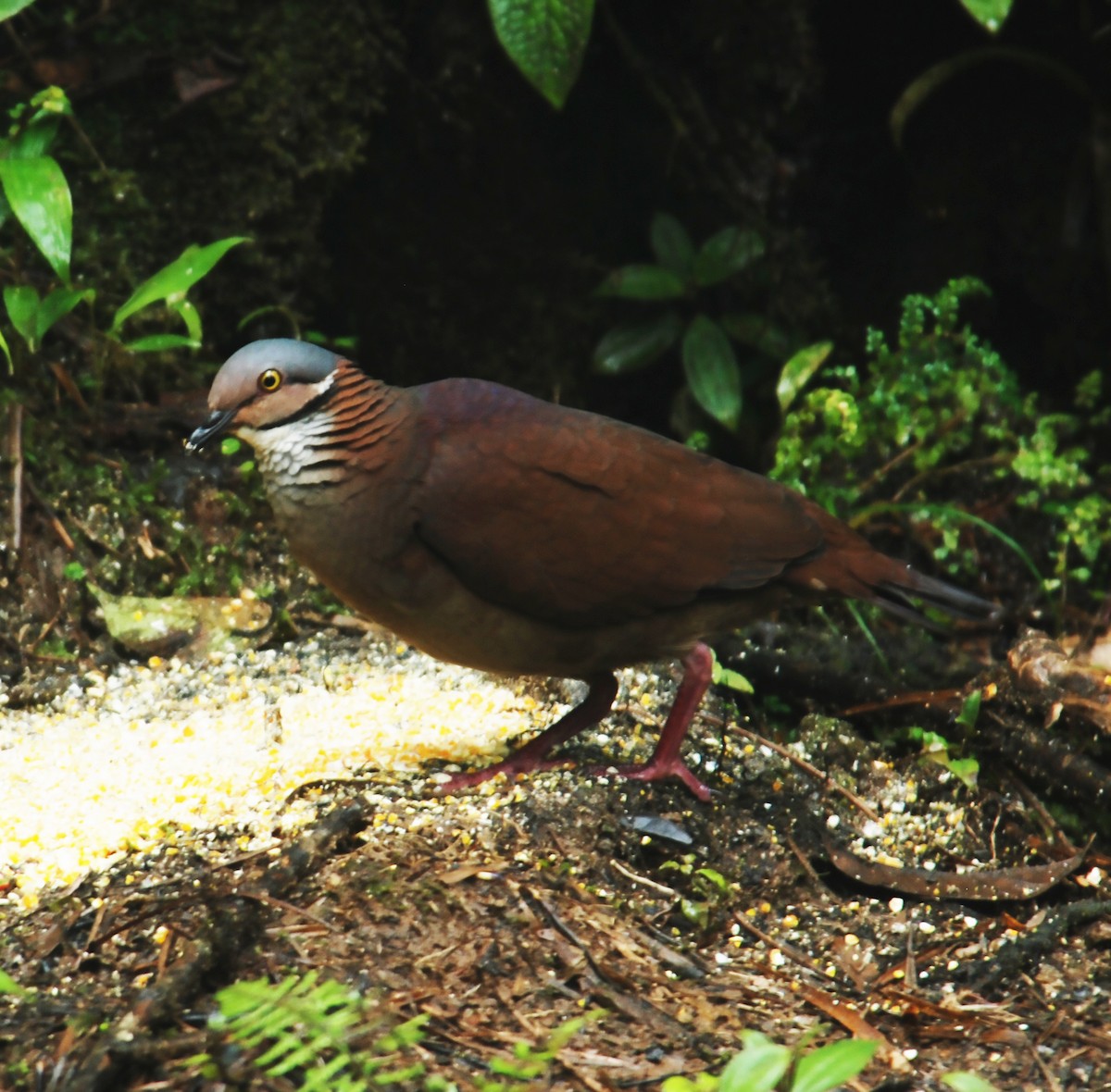 Colombe à gorge blanche - ML615151992