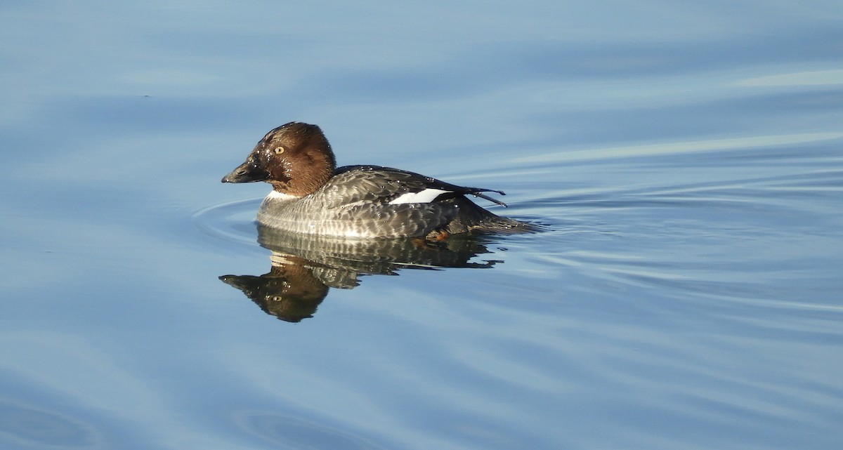 Common Goldeneye - ML615151995