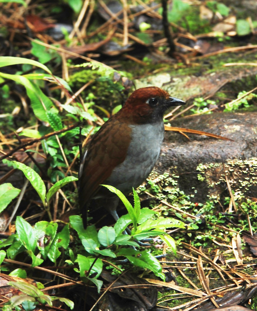 Grallaire à nuque rousse - ML615152032