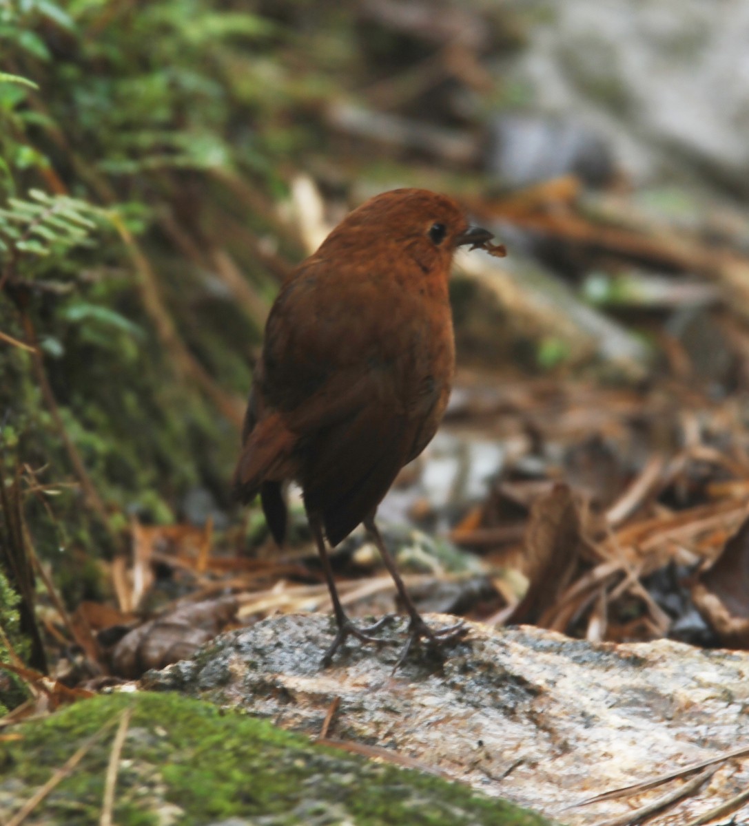 Equatorial Antpitta - ML615152053