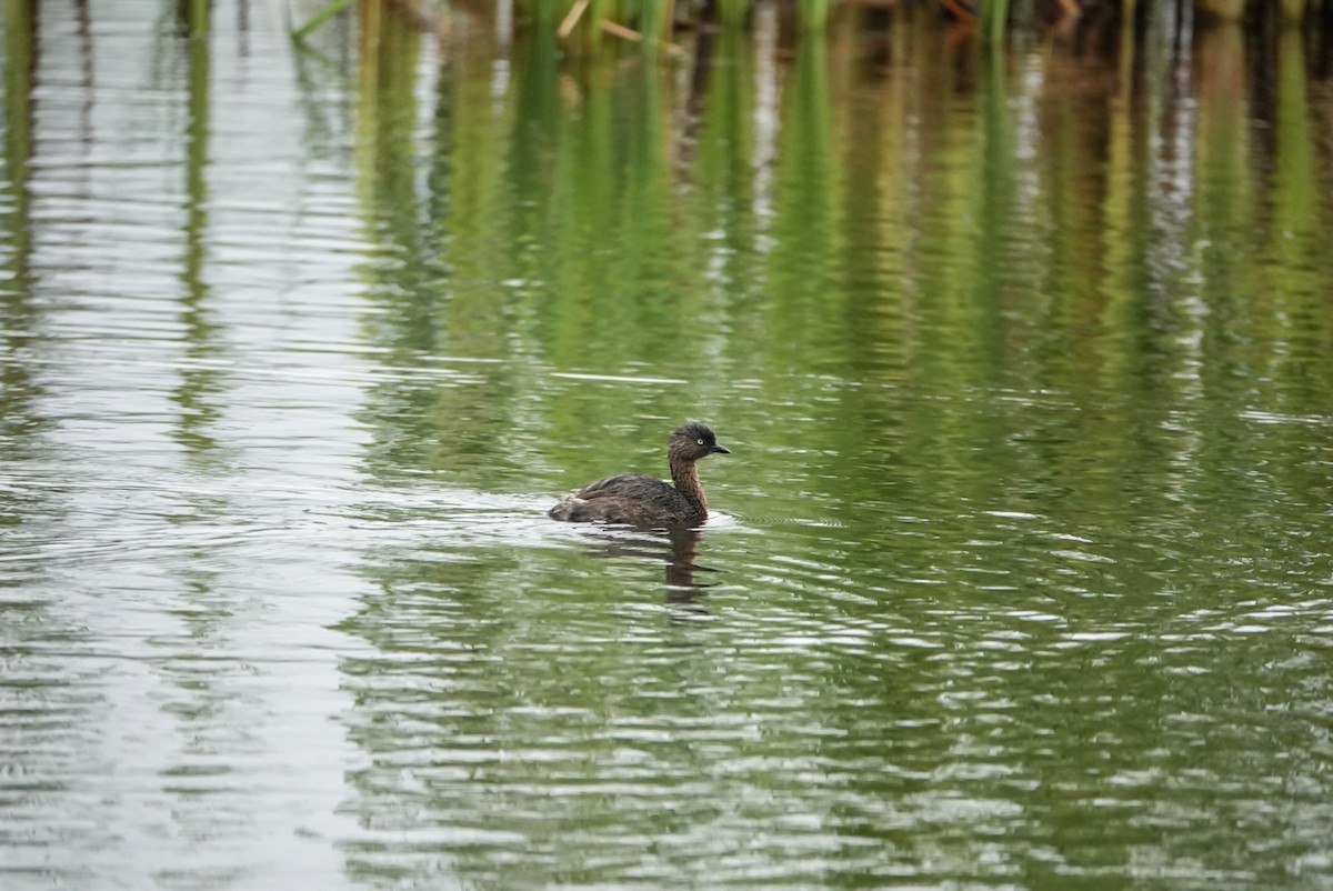 New Zealand Grebe - ML615152061
