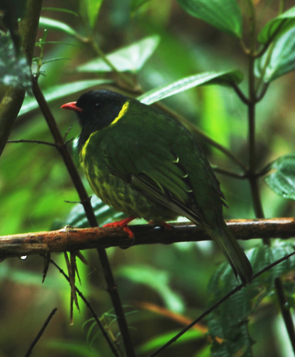 Green-and-black Fruiteater - ML615152072