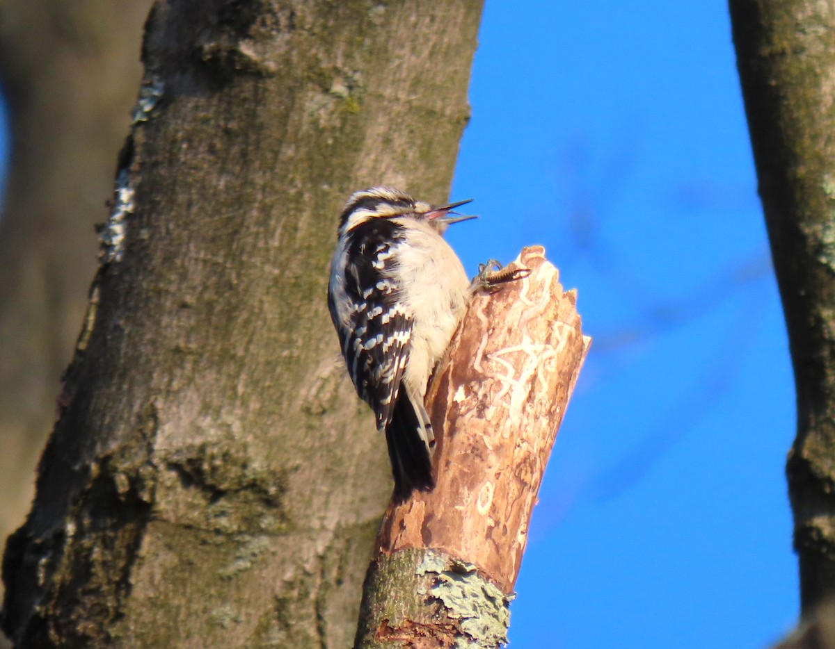 Downy Woodpecker - Barb lindenmuth