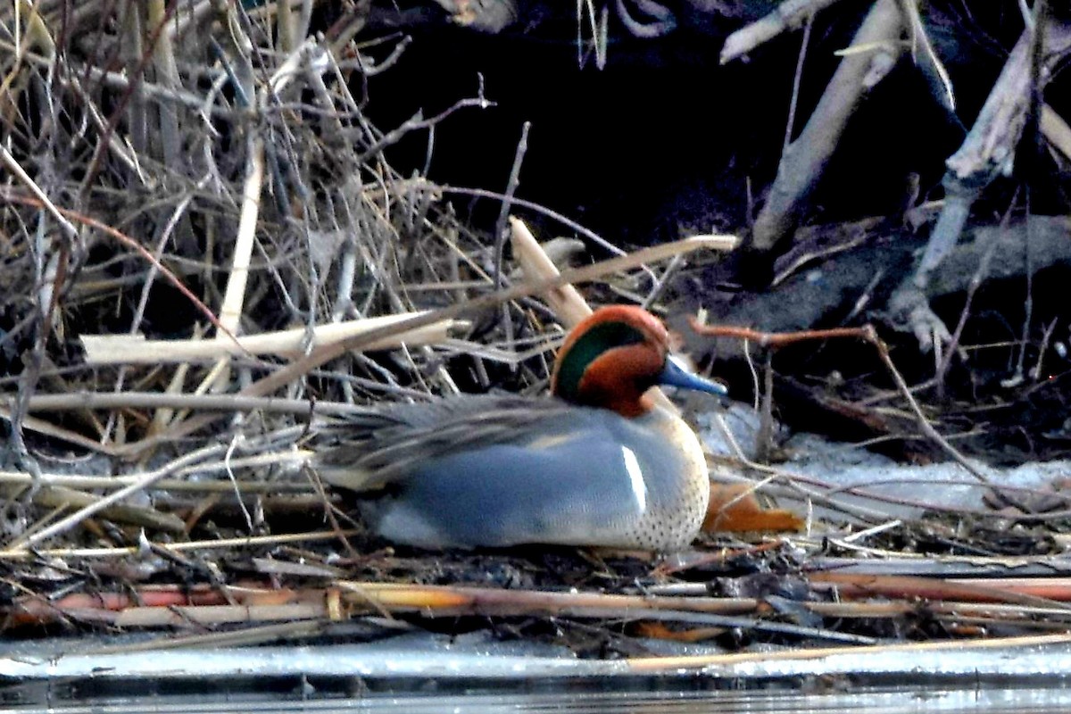 Green-winged Teal - ML615152117