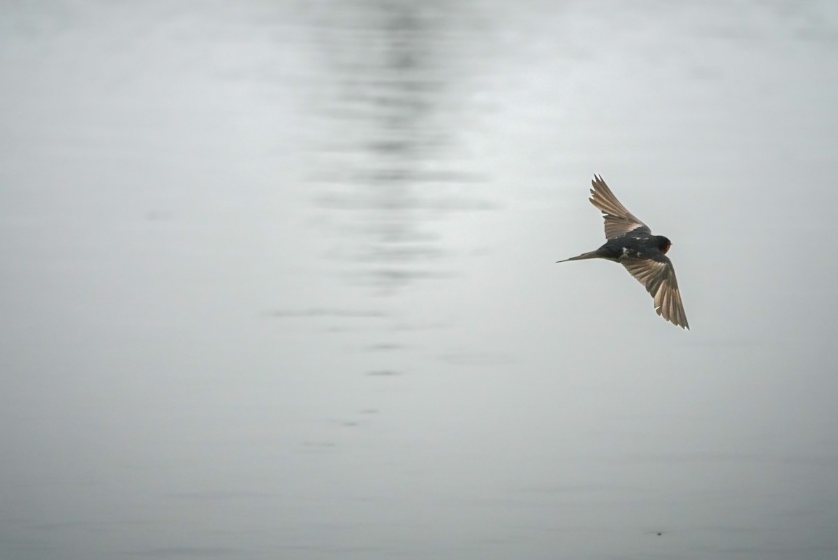 Welcome Swallow - ML615152122