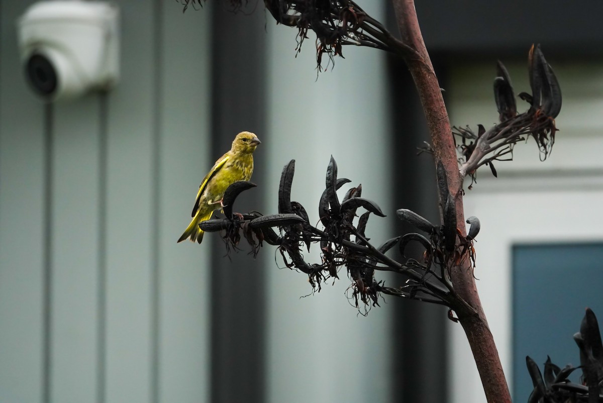 European Greenfinch - ML615152155