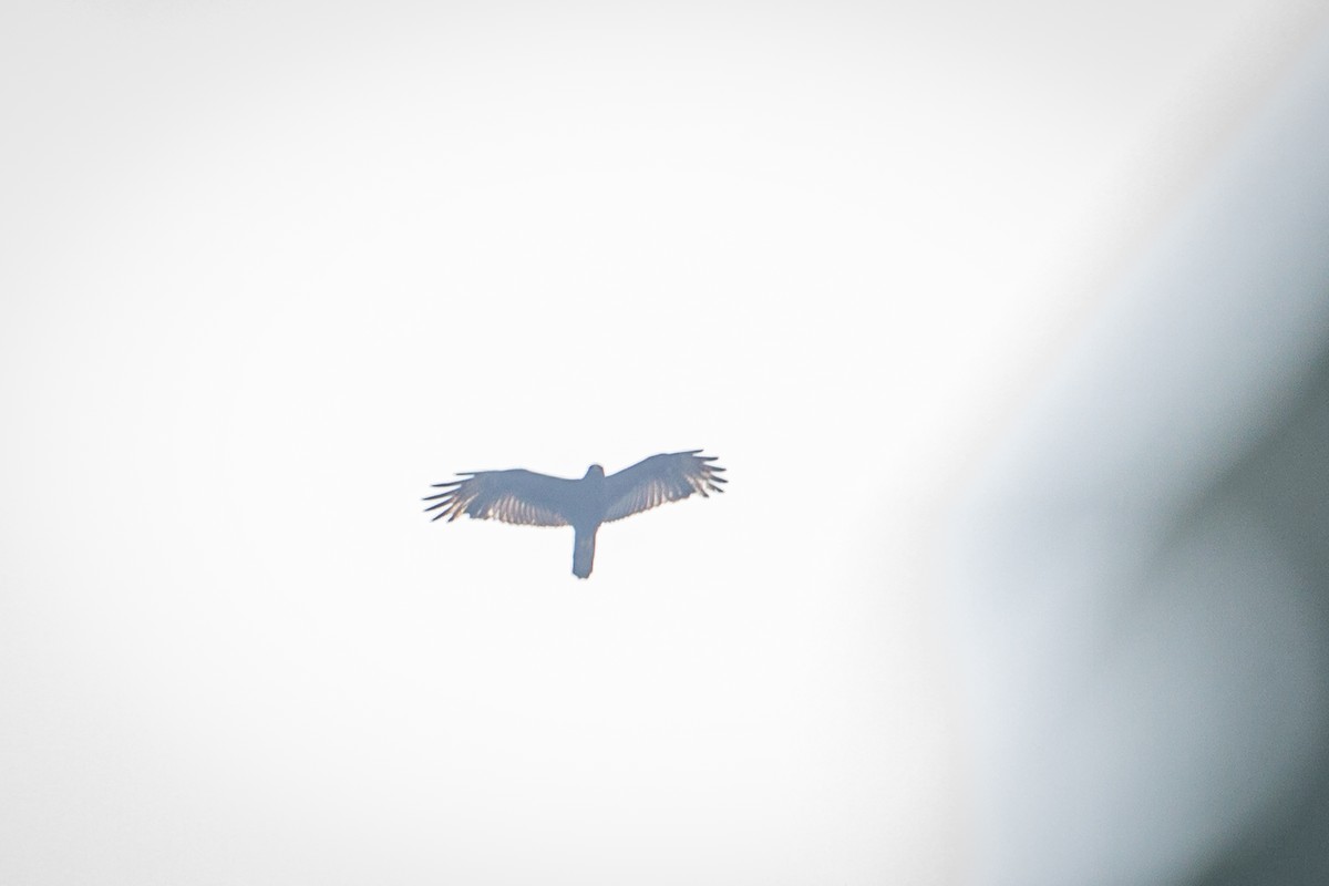 Zone-tailed Hawk - ML615152191